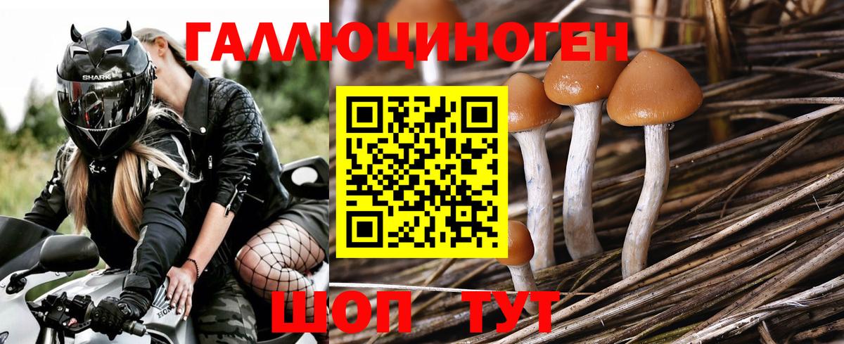 Галлюциногенные грибы Psilocybine cubensis Сухой Лог